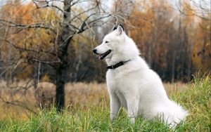 Preview wallpaper dog, fluffy, forest, autumn, grass, leisure