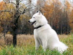 Preview wallpaper dog, fluffy, forest, autumn, grass, leisure