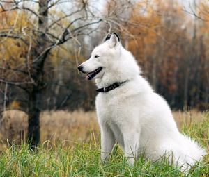 Preview wallpaper dog, fluffy, forest, autumn, grass, leisure