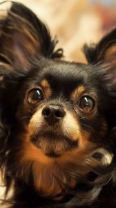 Preview wallpaper dog, fluffy, funny, eye, strabismus