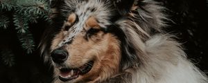 Preview wallpaper dog, fluffy, glance, pet, animal