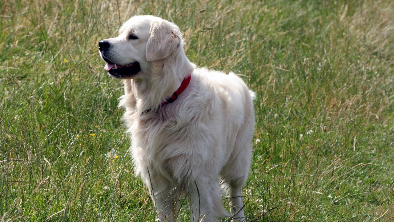 Wallpaper dog, fluffy, grass, walk, thoroughbred