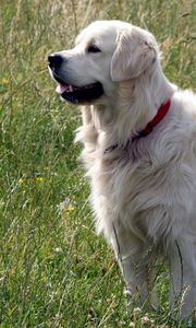 Preview wallpaper dog, fluffy, grass, walk, thoroughbred