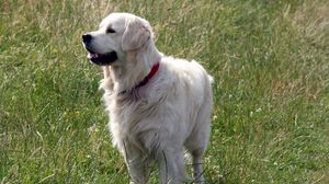 Preview wallpaper dog, fluffy, grass, walk, thoroughbred
