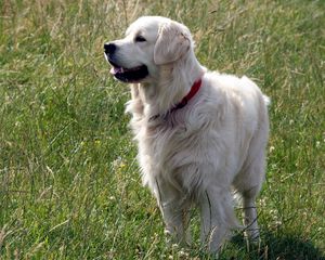 Preview wallpaper dog, fluffy, grass, walk, thoroughbred