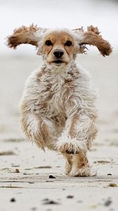 Preview wallpaper dog, fluffy, running, jumping