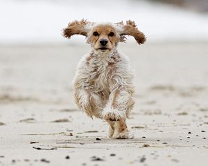 Preview wallpaper dog, fluffy, running, jumping
