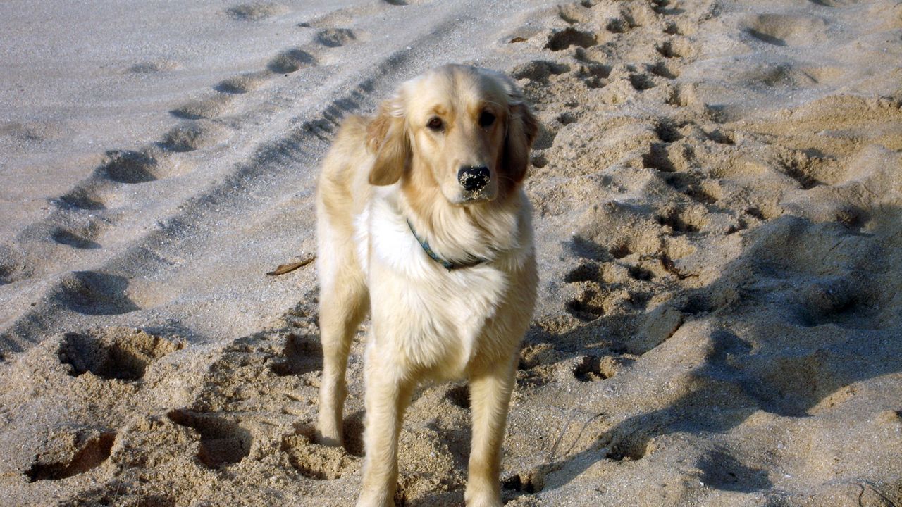 Wallpaper dog, fluffy, sand