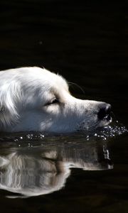 Preview wallpaper dog, fluffy, swimming, water