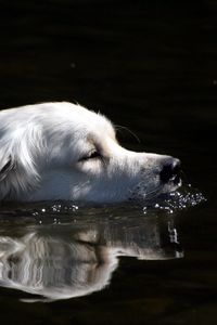 Preview wallpaper dog, fluffy, swimming, water