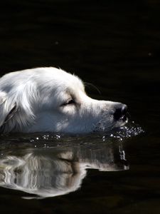 Preview wallpaper dog, fluffy, swimming, water