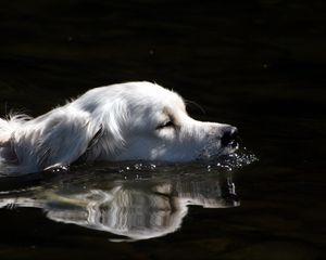 Preview wallpaper dog, fluffy, swimming, water