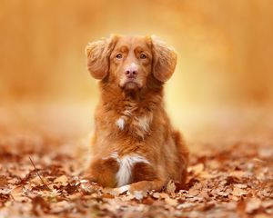 Preview wallpaper dog, foliage, autumn