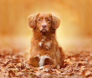 Preview wallpaper dog, foliage, autumn