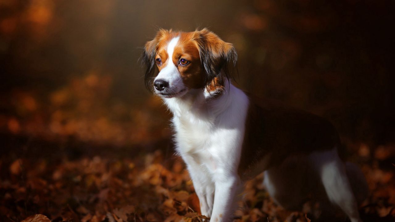 Wallpaper dog, foliage, autumn, puppy