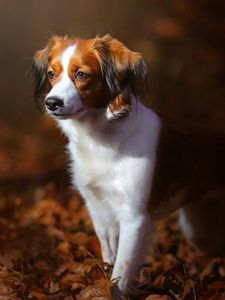 Dog old mobile, cell phone, smartphone wallpapers hd, desktop backgrounds  240x320, images and pictures