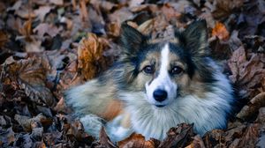 Preview wallpaper dog, foliage, furry