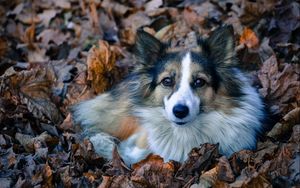 Preview wallpaper dog, foliage, furry