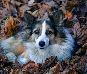 Preview wallpaper dog, foliage, furry