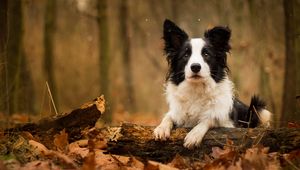 Preview wallpaper dog, foliage, muzzle