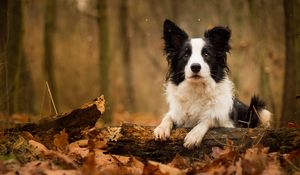 Preview wallpaper dog, foliage, muzzle