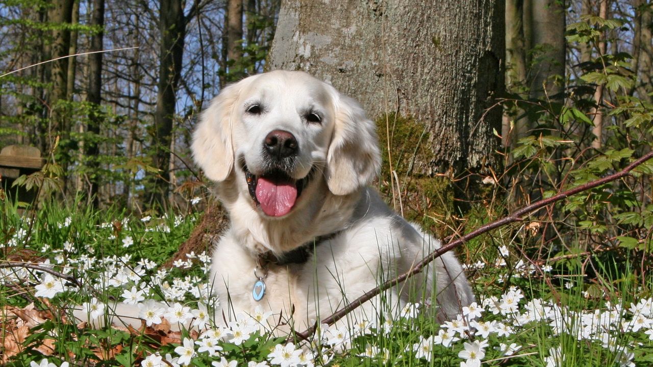Wallpaper dog, forest, grass, flowers, golf, leisure, playful