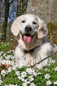 Preview wallpaper dog, forest, grass, flowers, golf, leisure, playful