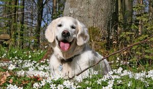 Preview wallpaper dog, forest, grass, flowers, golf, leisure, playful