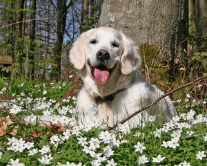 Preview wallpaper dog, forest, grass, flowers, golf, leisure, playful