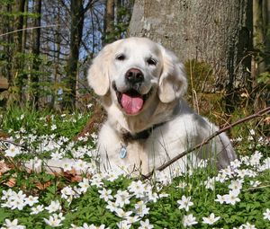 Preview wallpaper dog, forest, grass, flowers, golf, leisure, playful