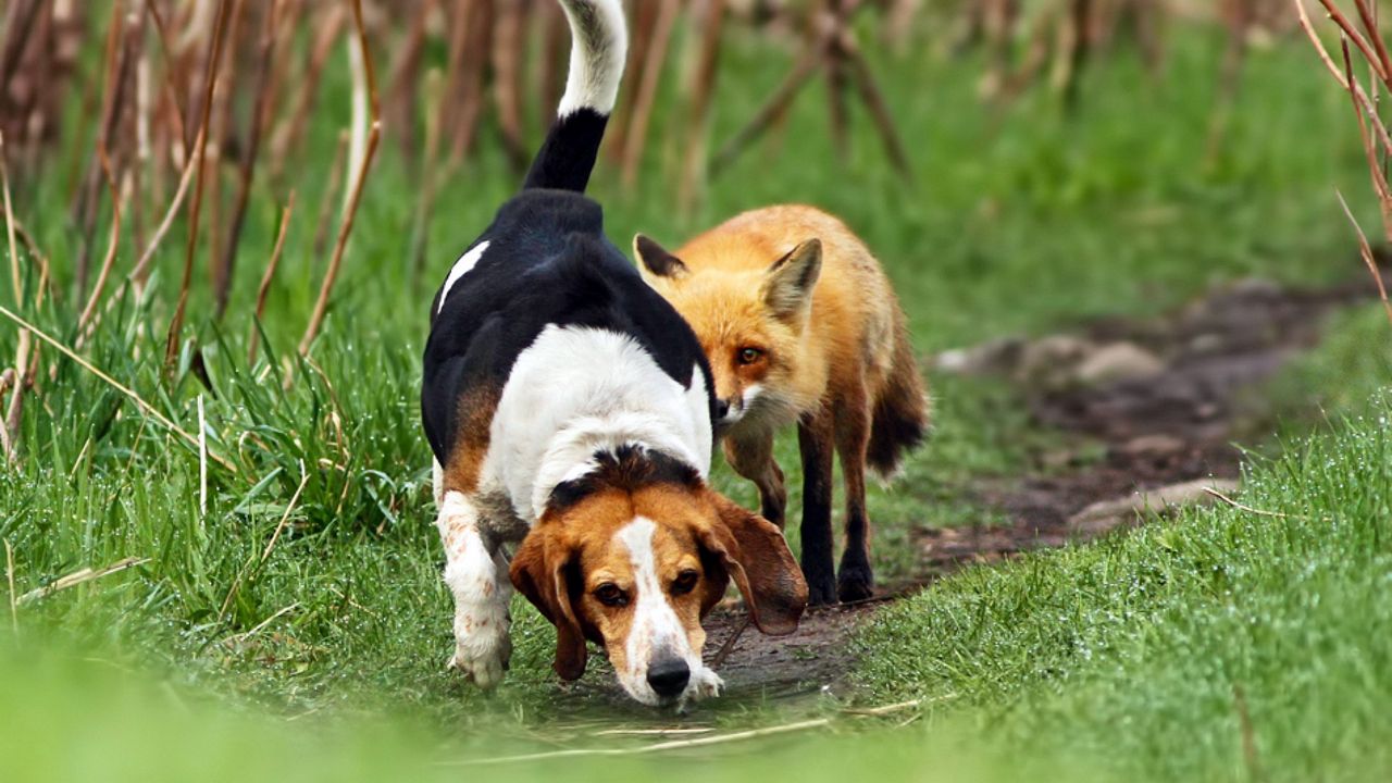 Wallpaper dog, fox, track, grass, walk