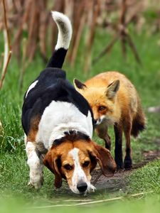 Preview wallpaper dog, fox, track, grass, walk