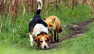 Preview wallpaper dog, fox, track, grass, walk