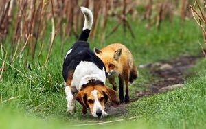 Preview wallpaper dog, fox, track, grass, walk