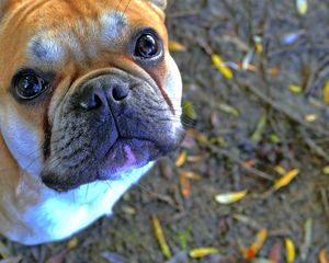 Preview wallpaper dog, french bulldog, bulldog, muzzle