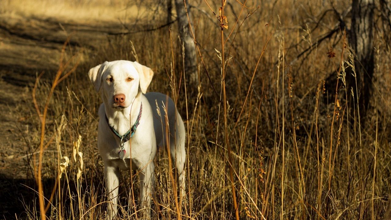 Wallpaper dog, friend, fall, grass, field