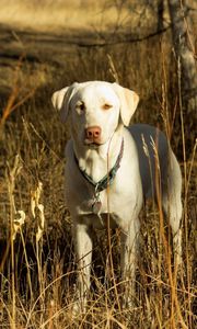 Preview wallpaper dog, friend, fall, grass, field