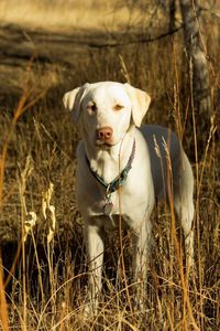 Preview wallpaper dog, friend, fall, grass, field