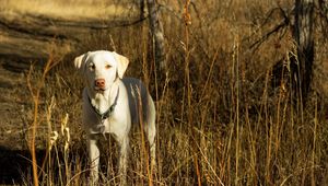 Preview wallpaper dog, friend, fall, grass, field