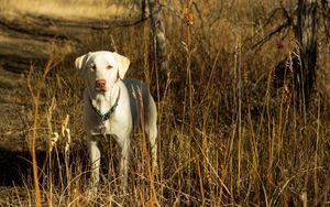 Preview wallpaper dog, friend, fall, grass, field