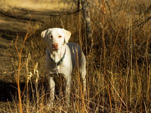 Preview wallpaper dog, friend, fall, grass, field