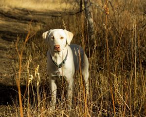 Preview wallpaper dog, friend, fall, grass, field