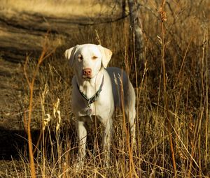 Preview wallpaper dog, friend, fall, grass, field