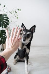 Preview wallpaper dog, friend, friendship, hand