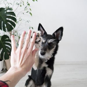 Preview wallpaper dog, friend, friendship, hand
