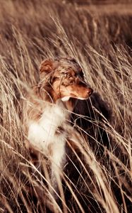 Preview wallpaper dog, friend, golf, wind