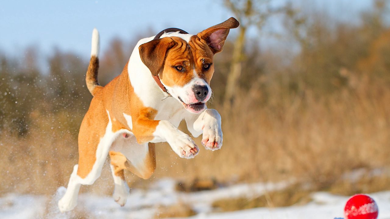 Wallpaper dog, friend, running, ball