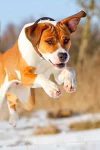 Preview wallpaper dog, friend, running, ball