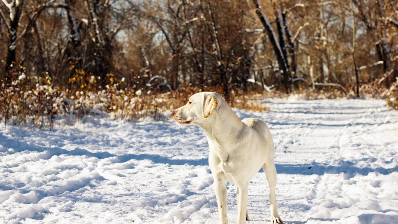 Wallpaper dog, friend, snow, autumn