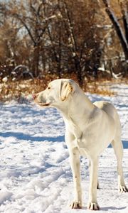 Preview wallpaper dog, friend, snow, autumn